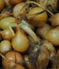 Steckzwiebeln "Stuttgarter Riesen" - Allium cepa